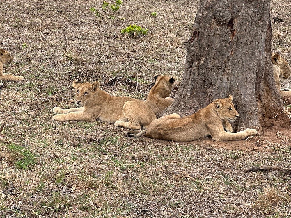2 Days Train Safari Mikumi & Udzungwa Wildlife Adventure gallery image